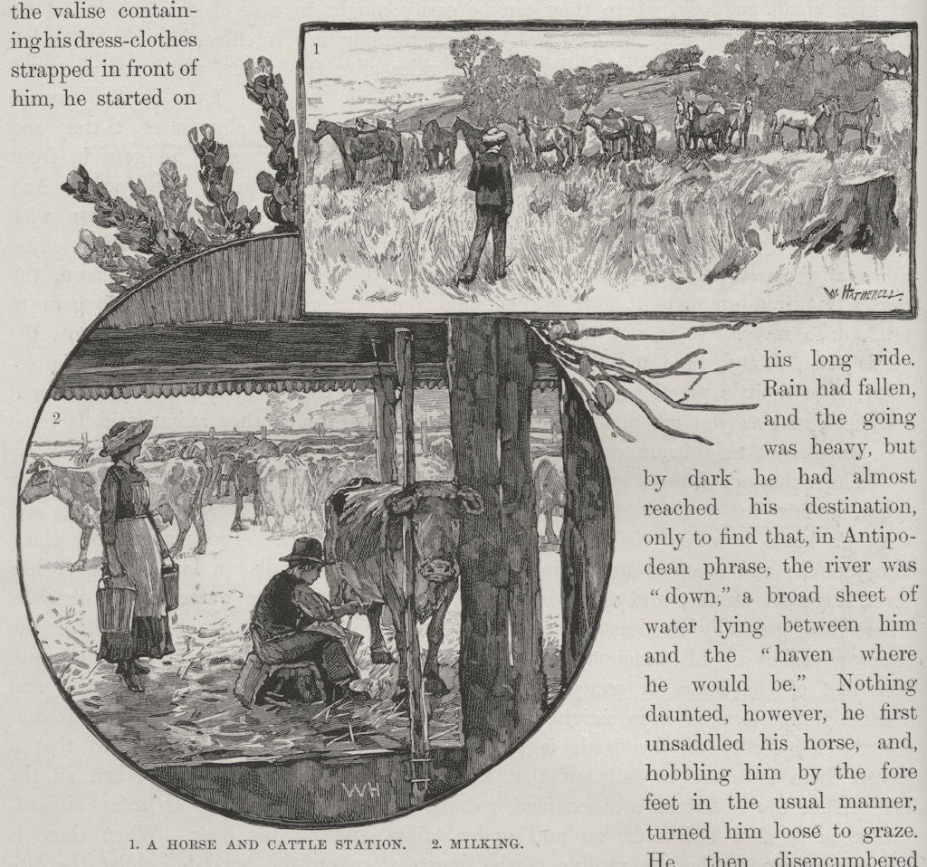 A Horse and Cattle Station; Milking. Australia 1890 old antique print picture